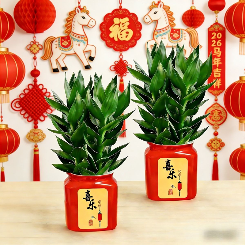 【买一送一】水培观音竹室内四季绿色桌面盆景盆栽送轻奢树脂盆 到手价¥9.90