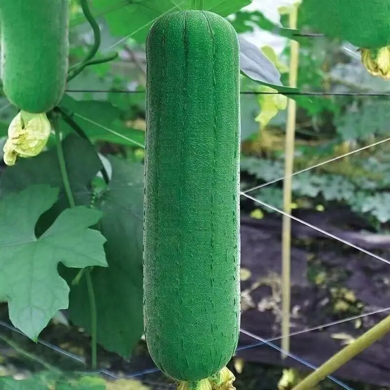 肉丝瓜种子正宗早熟瓜种子四季香丝瓜当季阳台易活清香瓜果蔬菜籽 到手价¥3.88