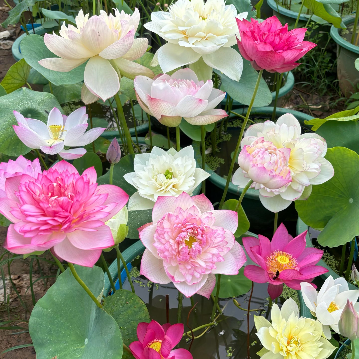 碗莲种四季开花水培水养绿植物睡莲荷花无土盆栽花卉 到手价¥9.90