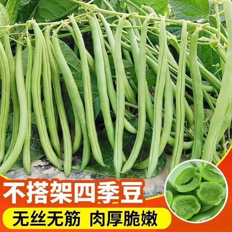 无架豆角种子早熟地豆四季豆种子高产矮生不用搭架可盆栽蔬菜种5 到手价¥3.88