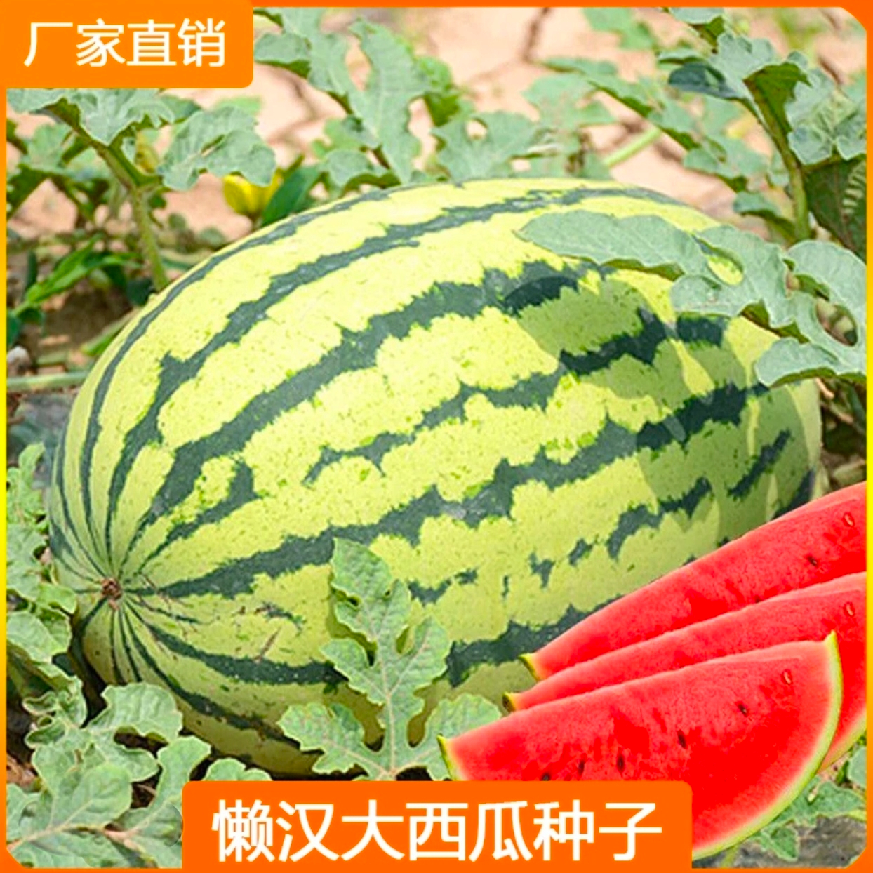 懒汉西瓜种子甜脆汁水足大西瓜种子春播易种植四季播水果种子 到手价¥9.90