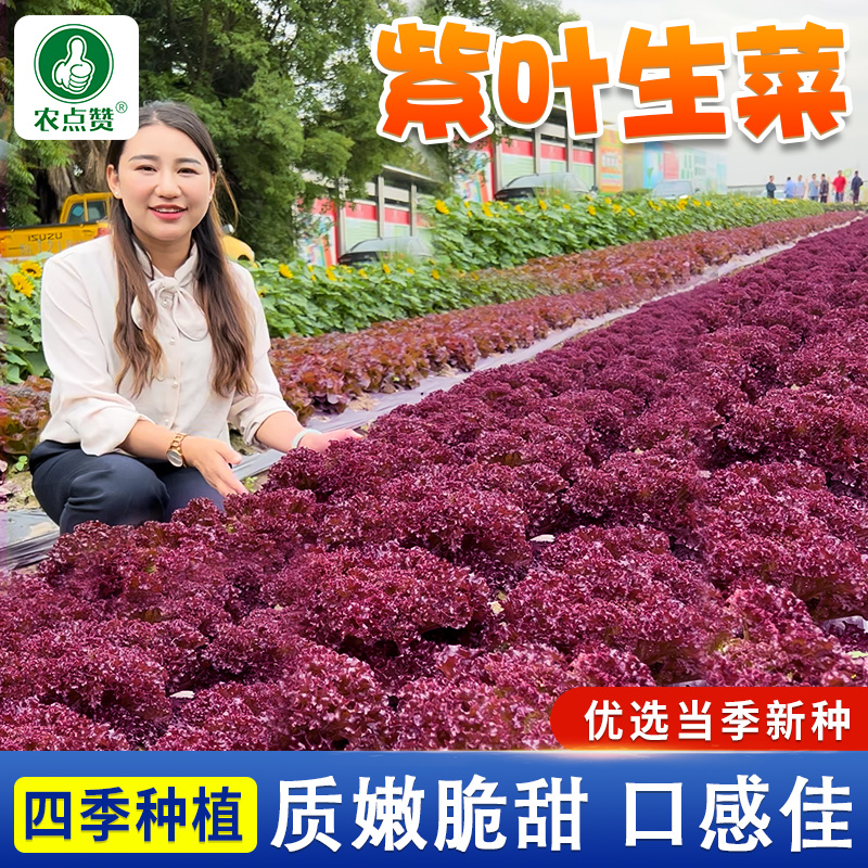 紫叶生菜种子四季阳台耐热种植蔬菜籽 到手价¥5.88