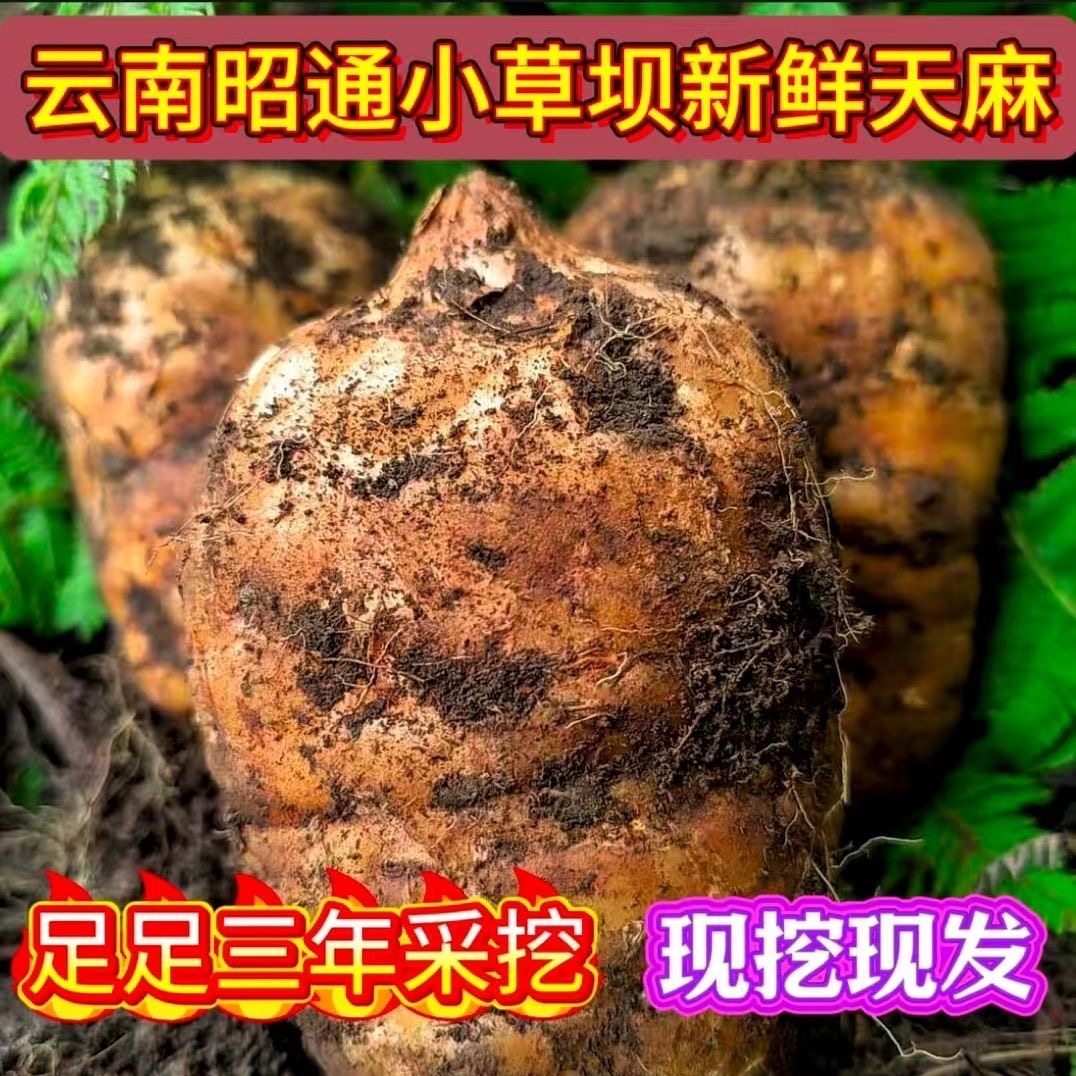 2025云南昭通小草坝高山乌湿新鲜天麻高品质煲汤炖肉炖排骨 到手价¥11.00