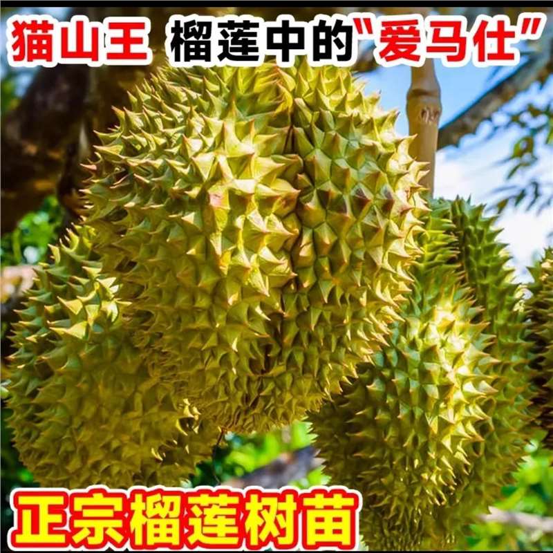 泰国榴莲树苗猫山王金枕头榴莲苗南北方种植盆栽地栽苗当年结果 到手价¥19.80