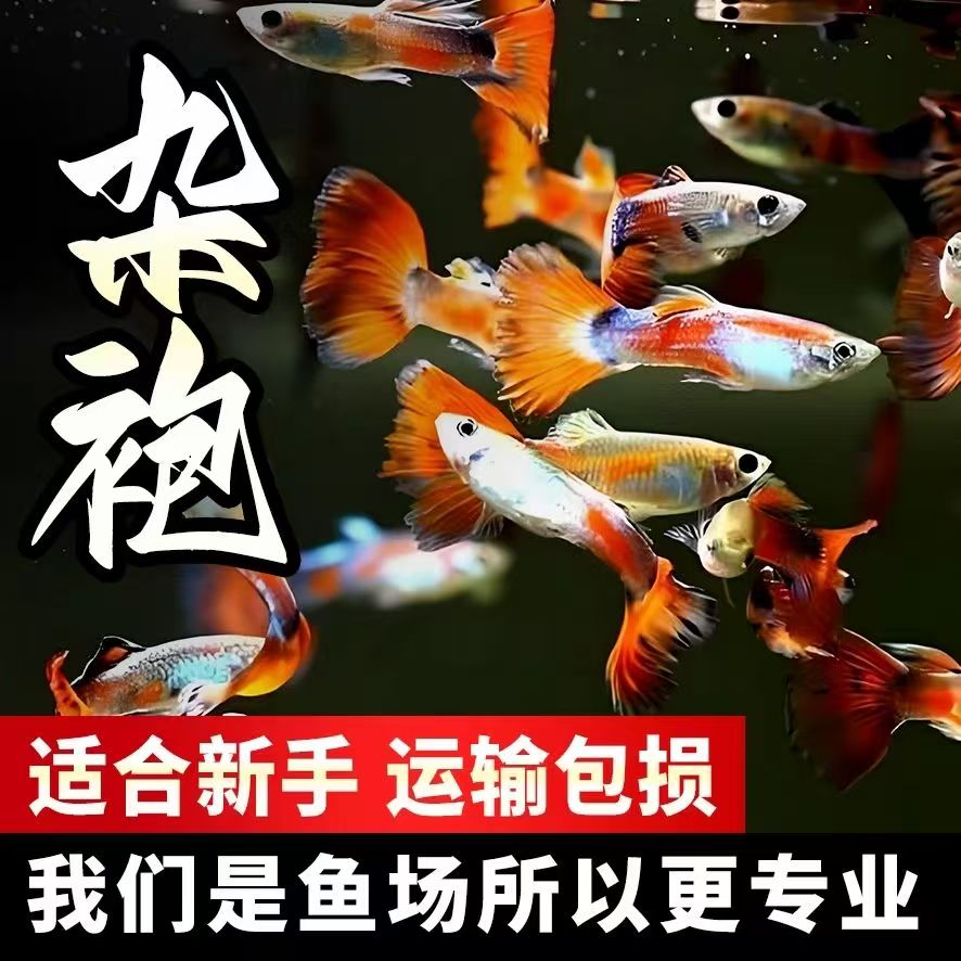 【渔场直播 专属链接】杂袍孔雀鱼1-3cm 到手价¥10.80