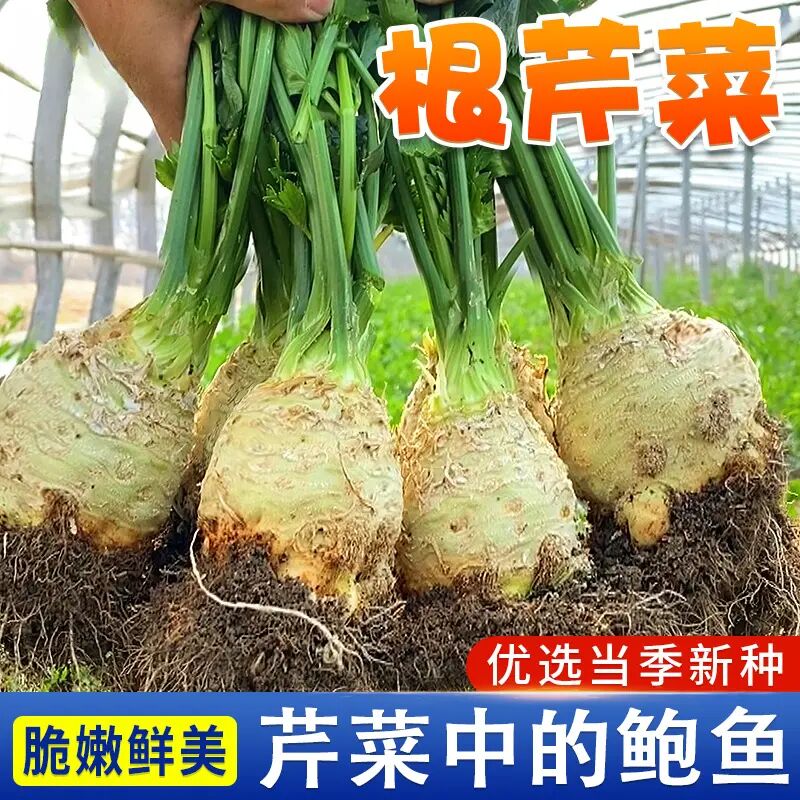 地中海根芹种子优质芹菜种子播种简单易种易活抗病高产营养 到手价¥3.88