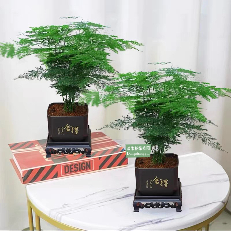 【买一送一】D文竹盆栽绿植室内土水培植物云竹盆景带盆花卉 到手价¥9.90