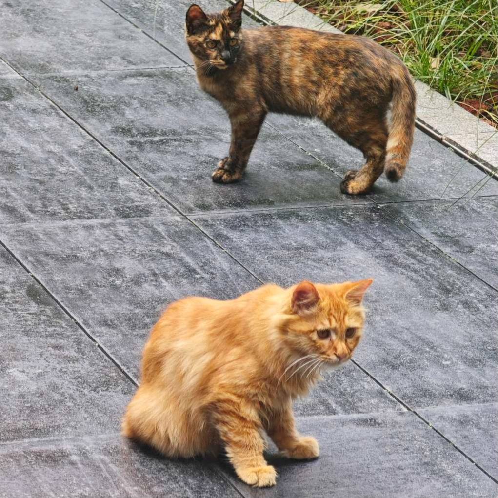 家装软饰-宋徽宗亲笔猛虎下山图