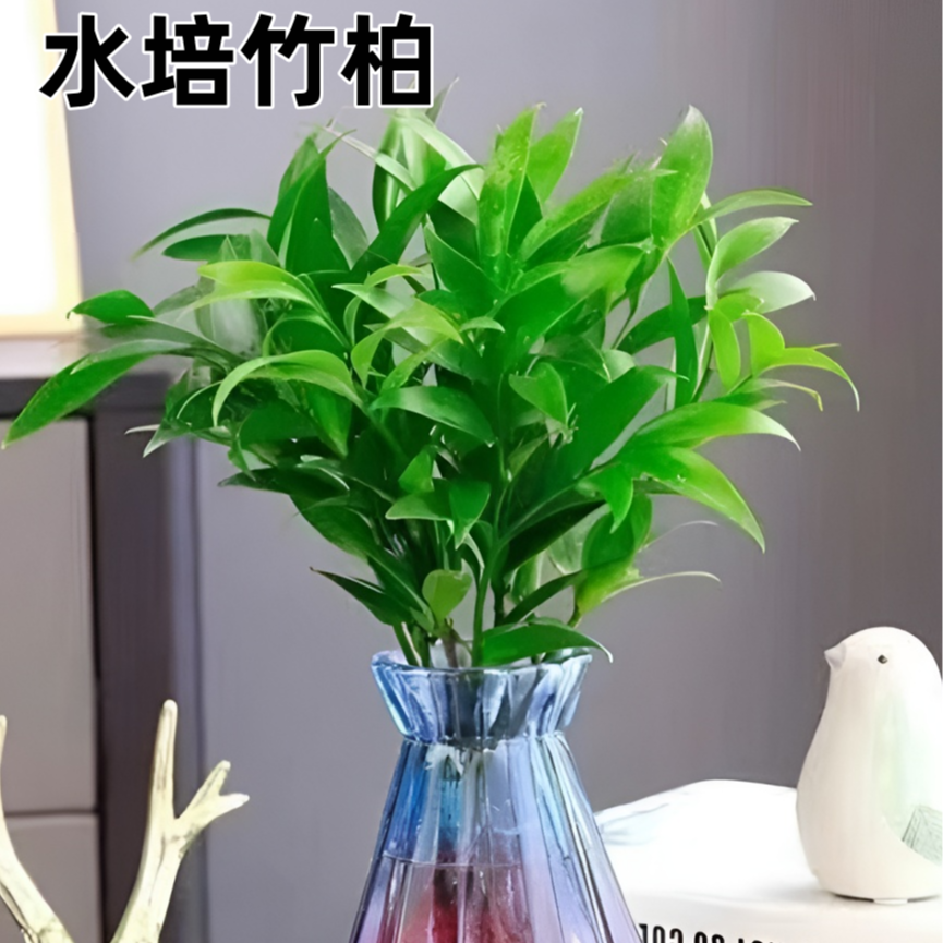 四季常青的水培竹柏绿植净化室内空气 到手价¥6.90