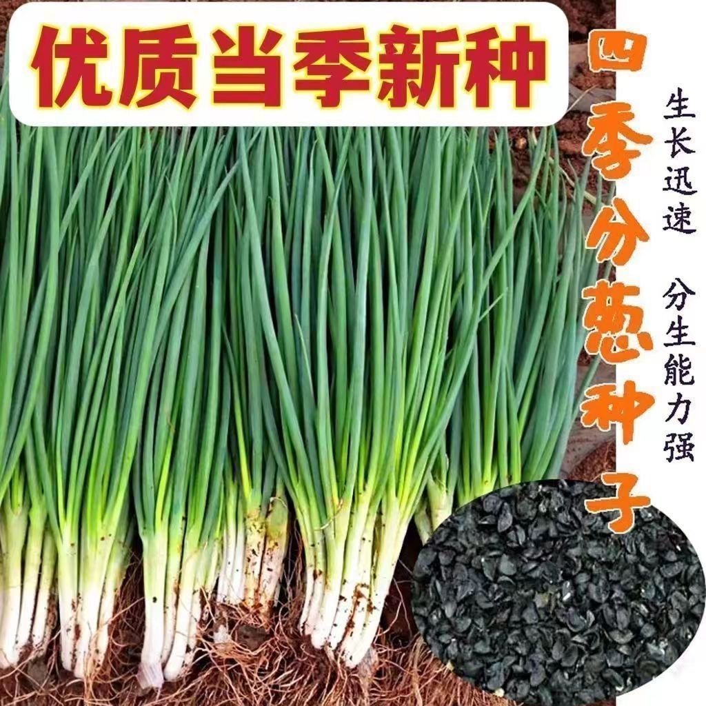 主播推荐【5.99元5包】四季小香葱种子德头分德种阳台盆栽阳台ZY 到手价¥5.99