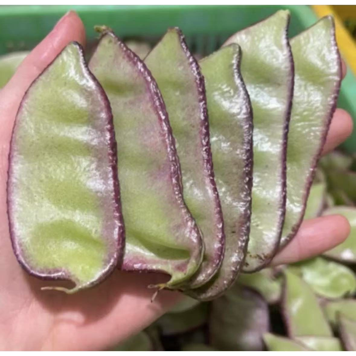【紫边眉豆种子】家庭种植阳台小院花园盆栽地栽四季种植易栽易活 到手价¥3.86