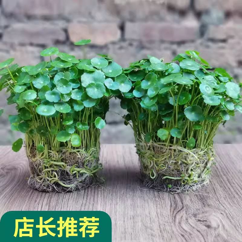 铜钱草水培盆栽室内室外花草招财金钱草绿植吸甲醛绿植四季好养活 到手价¥8.90