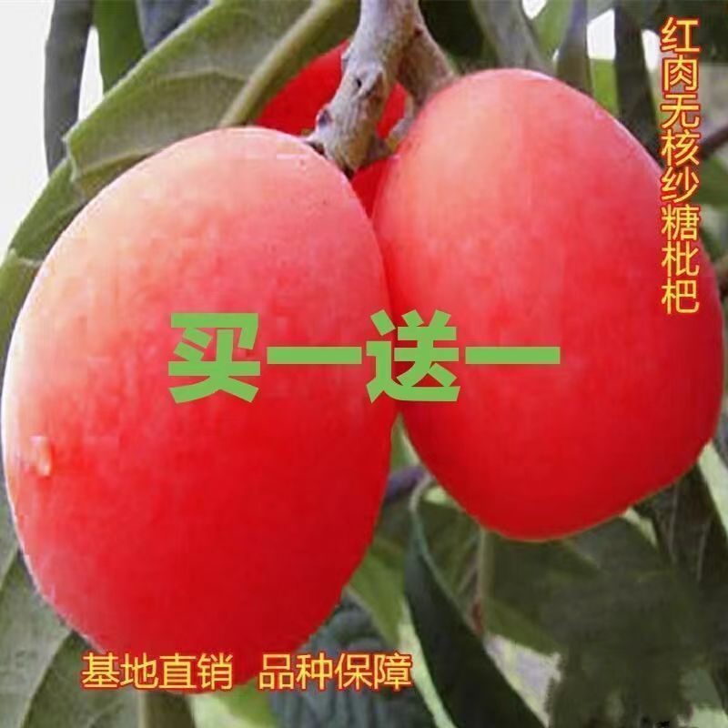 正宗无核砂糖红枇杷树苗南方北方种植枇杷苗盆栽地栽果树当年结果 到手价¥4.76