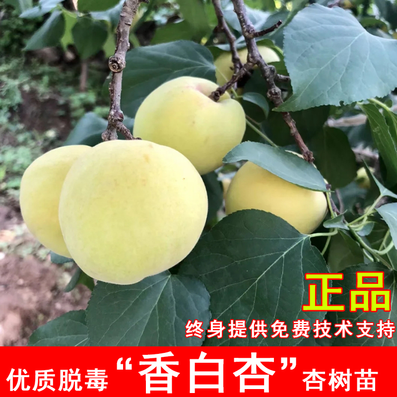 嫁接香白杏树苗河北大香杏大白杏苗耐寒北方南方种当年结果果树苗 到手价¥8.80