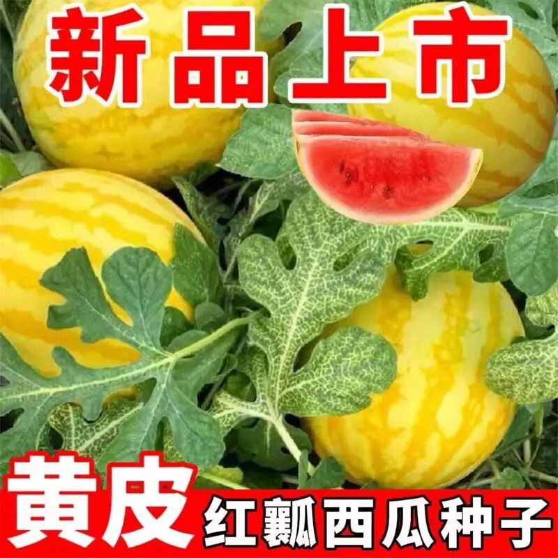 黄皮红心金麒麟西瓜种子早熟黄皮红瓤西瓜超甜薄皮礼品水果西瓜 到手价¥3.88