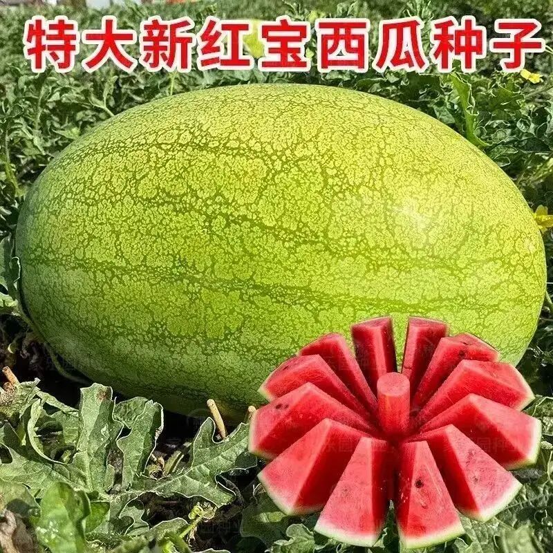 《新红宝西瓜种子》特大超甜薄皮沙瓤西瓜蔬菜懒汉西瓜种子籽子 到手价¥3.88