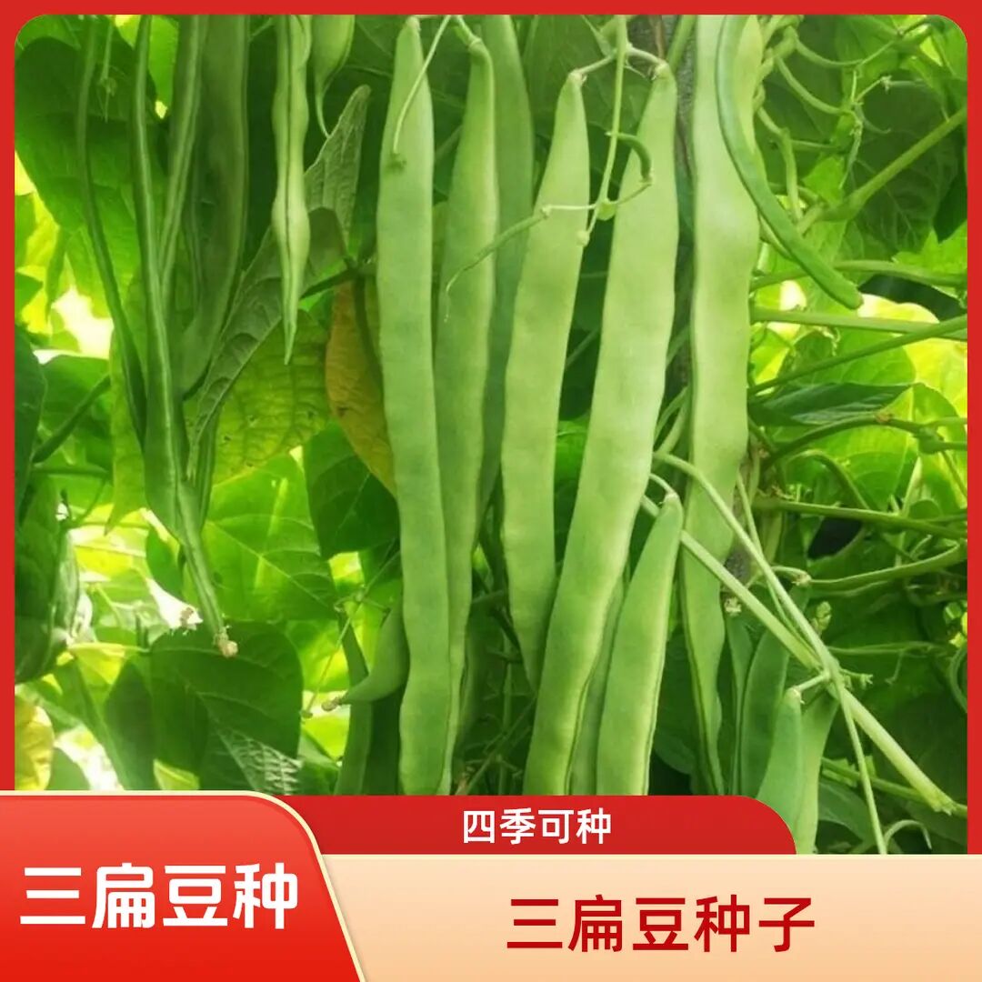 【三扁豆种子】三扁豆角无筋宽扁四季豆架豆芸豆农家菜园蔬菜种子 到手价¥3.88