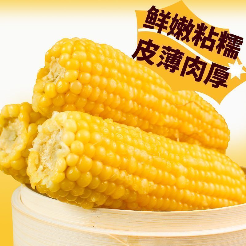 【试吃2根】寒地黑土新玉米既甜又糯东北黄糯玉米饱腹苞米新鲜 到手价¥22.99