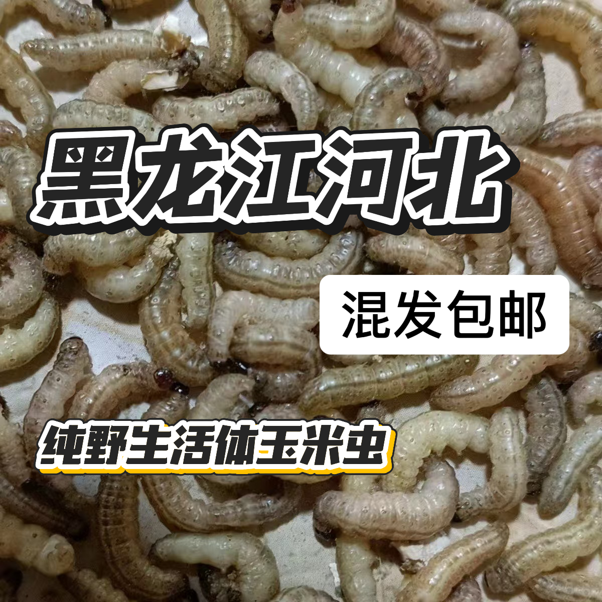 纯野生活体玉米虫保证鲜活玉米虫 到手价¥29.90